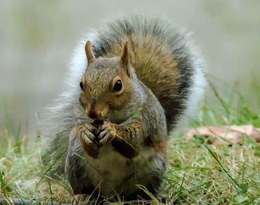 Canadian ecureuil - Veverita canadiana - Squirrel 2