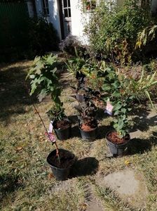 Toate au venit fff frumoase.. în afară de malus...
