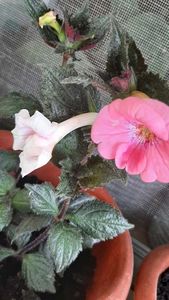 received_332503899397694; BRID'S ROSE MARIE
