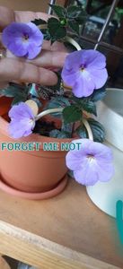 received_742463494563933; FORGET ME NOT
