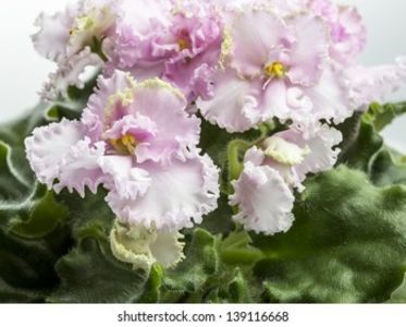 violet-rosie-ruffles; Poza internet
