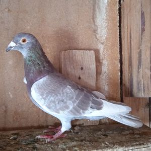 Mascul 16-678...-rezervat Sateni
