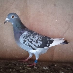 Femela 21-403....-rezervat Glodeni