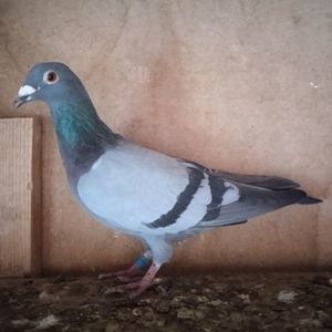 Mascul 21-584....-10 lei