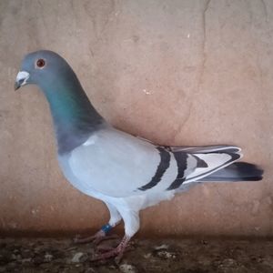 Mascul 21-305....-rezervat Sateni