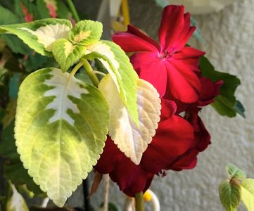 Singure s-au asezat asa...; Cred ca le place sa fie pozate, nu-i asa?
