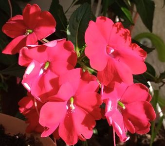 Iubirile mele, sporisorii!