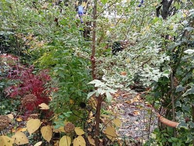Hubb's Red Willow și Acer campestre Carnival