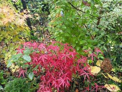 Hubb's Red Willow