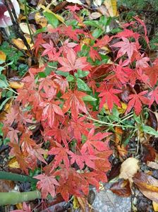 Atropurpureum