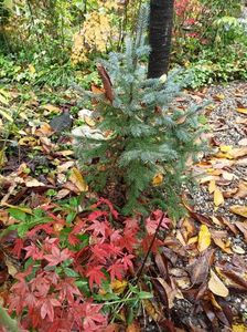 Atropurpureum