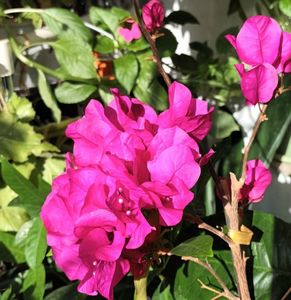 Inca inflorita in balcon...