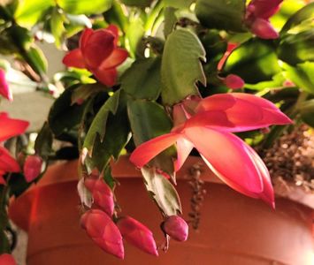 A furat startul!; Sa ne dea Dumnezeu sanatate, ca bucurii sunt multe in ghiveci...
