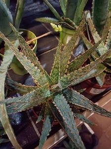 Img.2023.11.18-Aloe Dannyz; 5.99€
