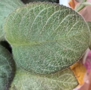 Episcia Dori_s golden glitter; Asa arata frunza normala, expusa la lumina naturala.
