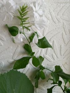 ; Din cel mai mic ,sunt cel mai plin de flori!Calde mulțumiri!
