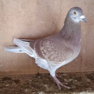 Mascul 22-467....-rezervat Glodeni