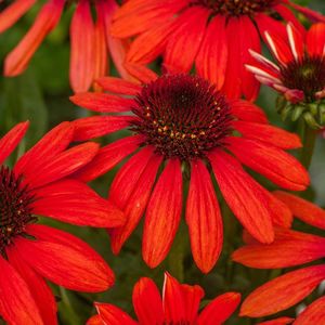 Echinacea_Red_Pearl