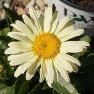 leucanthemum-banana