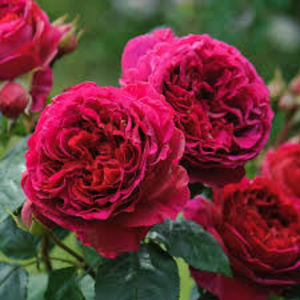 Alain Souchon (tufa) 60; Dezvolta o tufa frumoasa, cu flori mari, 12-12 cm, foarte pline, foarte parfumate, de culoare rosu cardinal.
Un trandafir multimedaliat pentru parfumul deosebit.
120 -150cm
