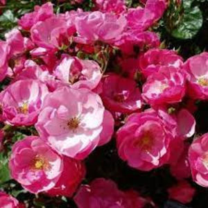 Angela (urcator) 70; Culoare roz intens puternic, roz strălucitor
Perioada de înflorire repeta înflorirea
De obicei de creștere erect, vertical
