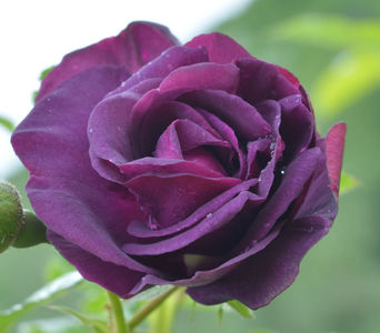Audacieuse 21 (urcator) 70; Sănătos, cu flori semiduble grupate: violet închis.
 Floare de 6 cm și 30 de petale. Parfum mediu.Înflorire: din mai până la îngheț, Inaltime peste 2.5m
