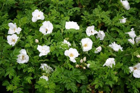 Rosa rugosa alba