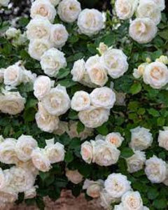 White Eden (urcator); Parfum moderat. Inflorire repetata tot sezonul.
Inaltime 250-300 cm.
