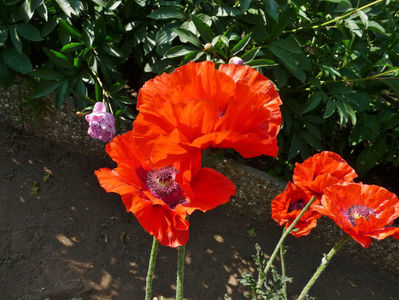 ; P3500980
