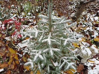 Picea Pungens Super Blue