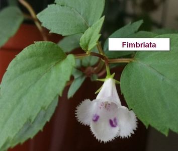 Fimbriata