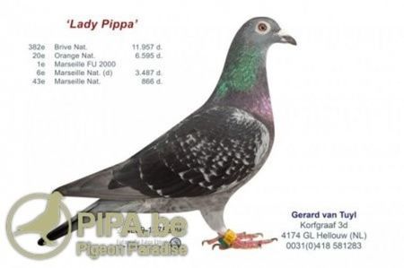 lady_pippa