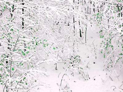 Lhiver est arrivé - A venit iarna - Winter has come 2