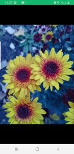 received_362854716198098