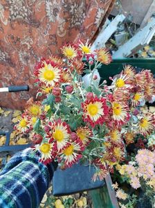 IMG-20231208-WA0044