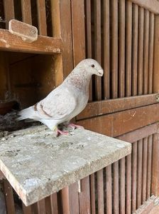 2023 HEN # RO 23 -