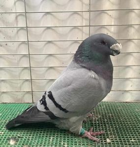 2018 COCK USA RALPH WHITSON (son of 1054 champ)