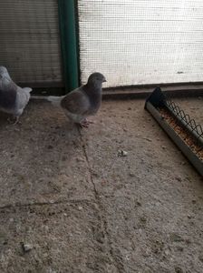 3 luni; 3 luni
