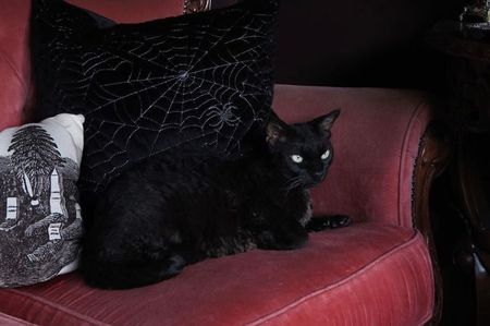 ȤƠƊӀⱭƇ and his new favorite couch.