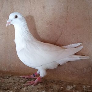 Mascul 24-129....-15 lei