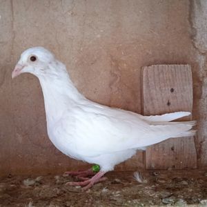 Pui 24-178....-vandut