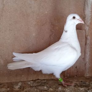Pui 24-180....-15 lei