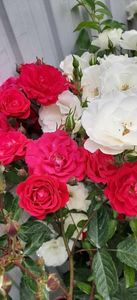 received_710886077439113