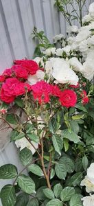 received_1388118965434481