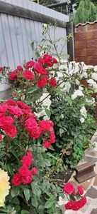 received_890555406188899