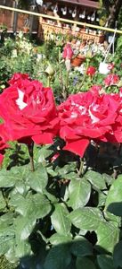 received_227712183609422