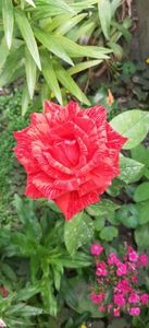 received_354567163888758