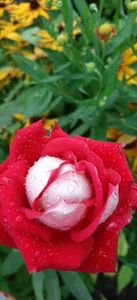 received_847655890431794
