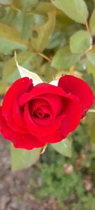 received_4081135812172892