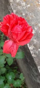 received_1547154369376970